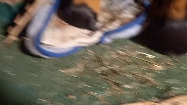 мои домашние питомцы (вводное видео)
