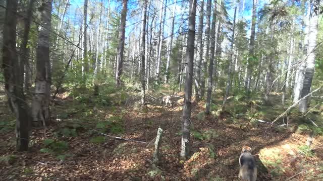 Русская гончая Побудка (Стрелка) (2 года 5 месяцев). Охота на зайца беляка. Добыли одного зайца