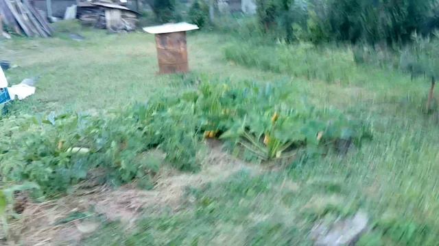 Посадка кабачков в покрышки