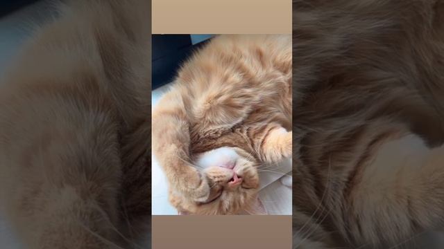 Могу себе позволить