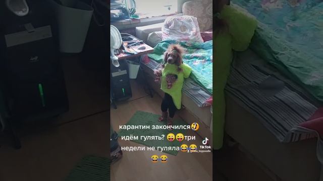 Никуша после 3-х недель без прогулок😜😁шок🤣🤣🤣