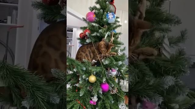 Котики и новый год 2025
