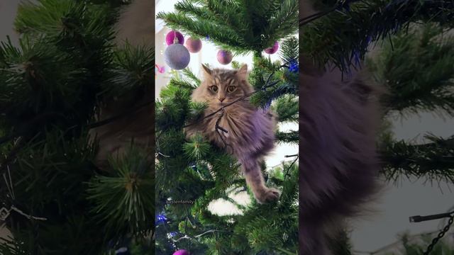 Ёлка Новогодняя🎄
