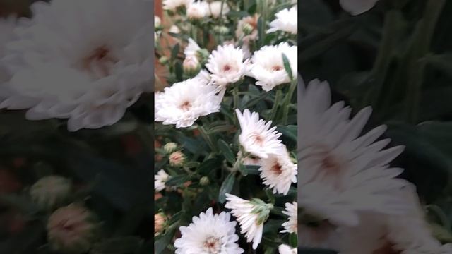 Цветы 💖💖💖  Автор слов Светлана Грязнова