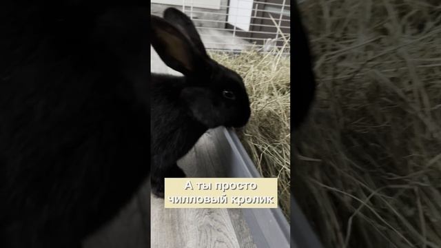 Чиловый кролик🙂↔️🤩