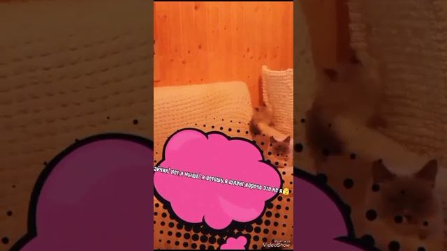 прикольные котята