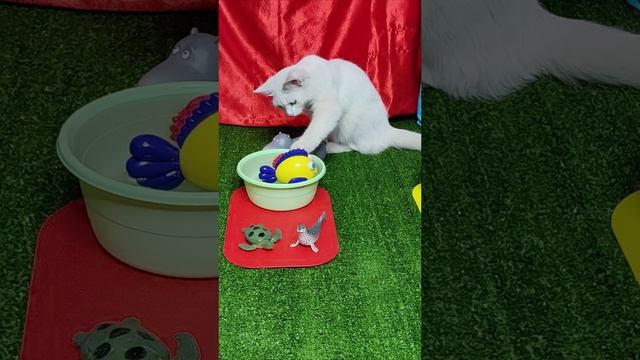 Я не люблю плавать в воде, как ты. #котята #шорты
