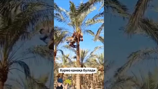 Сборка финики