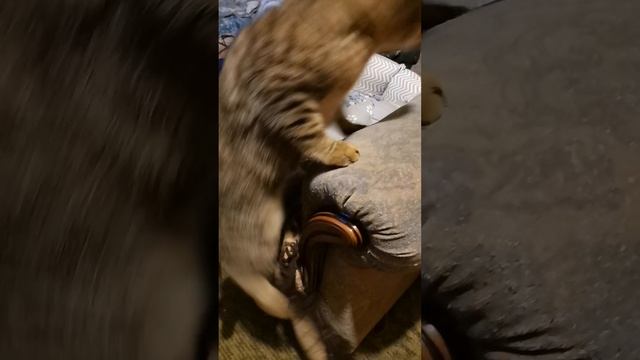 Красотка Рыся.