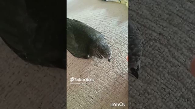 Неожиданный постоялец, дорога домой🐦🥰