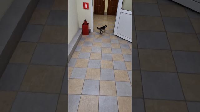 Вип сотрудник / Маруся