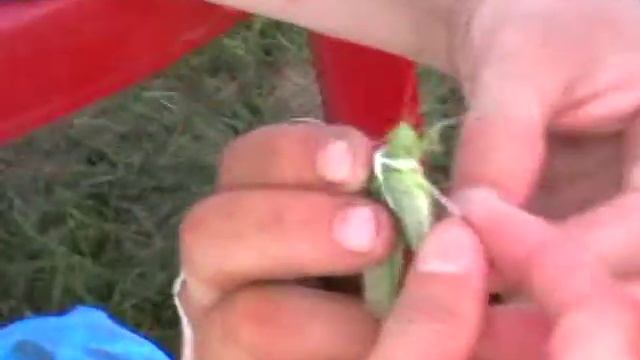 Саранча на поводке.mpg