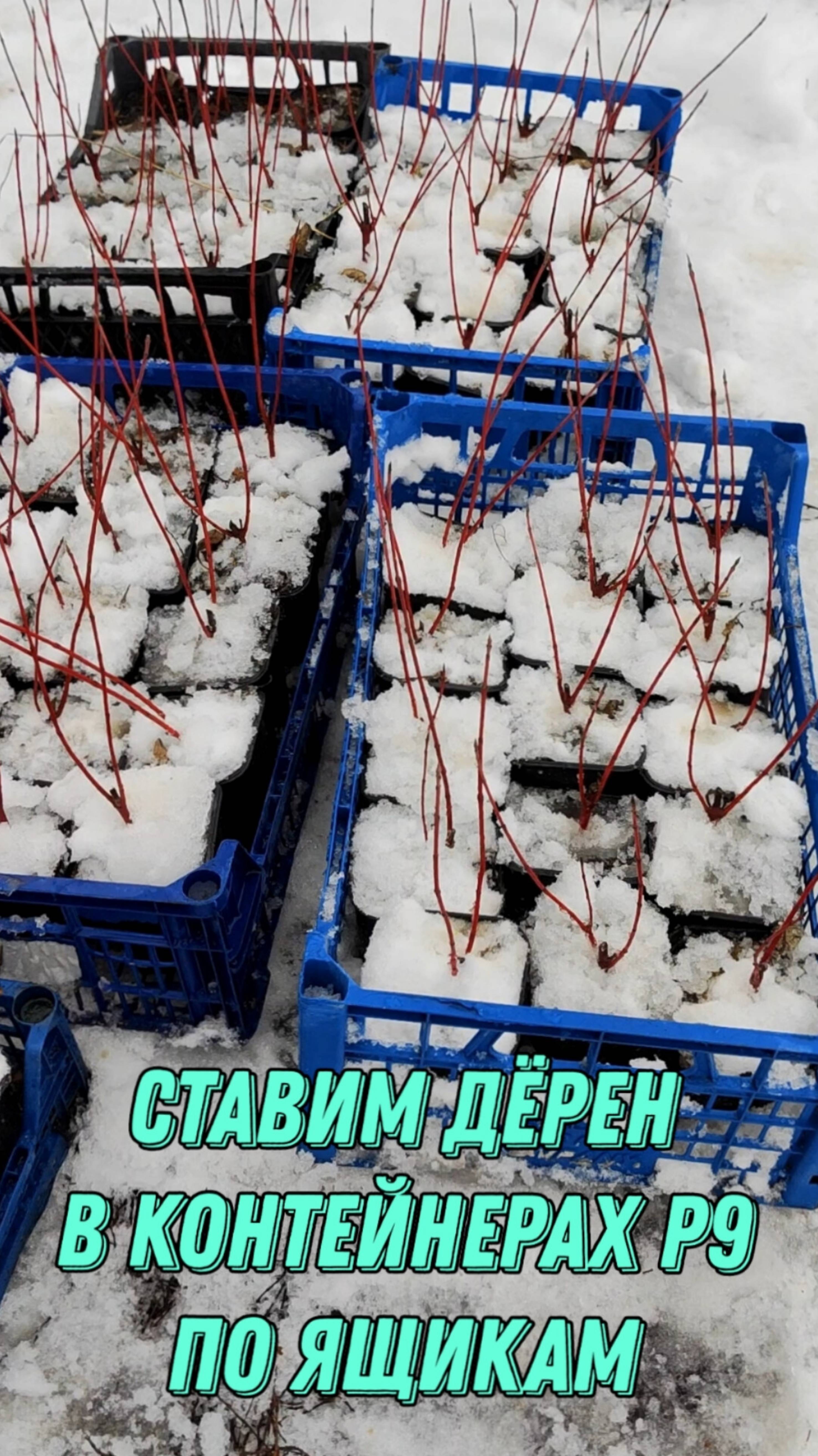 Ставим дëрен в контейнерах P9, по ящикам, для удобства работы.
