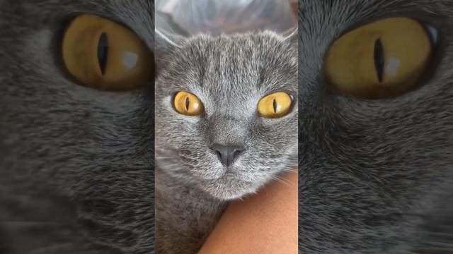 Kirill&Martina  #cat #shorts #catlover #music #reggae