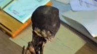 Strange Creatures Caught on Tape that No One Could Believe Were Real