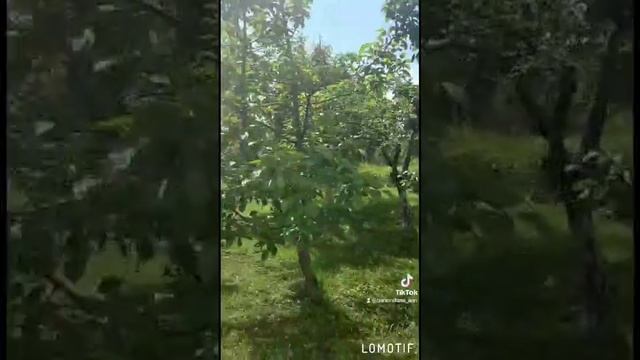 Родительская дача на 20 соток