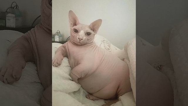 котик лежит и смотрит пузиком