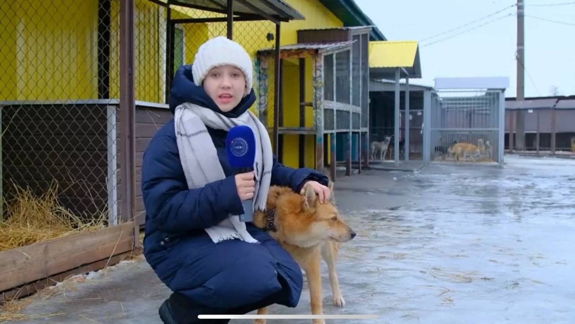 Мороз и братья наши меньшие: как помочь животным в холода - Репортаж «НА СВЯЗИ!»