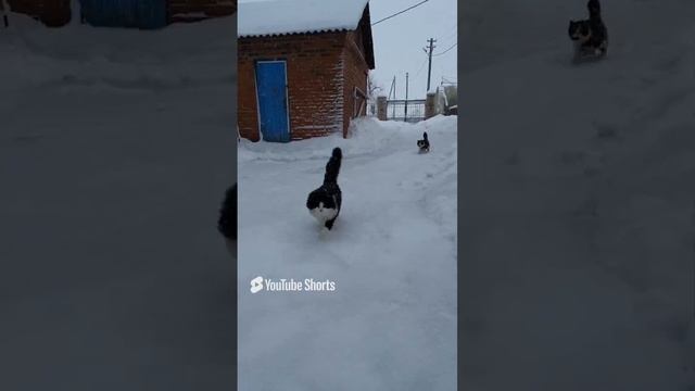 Зимние зарисовки. 28.01.2024.