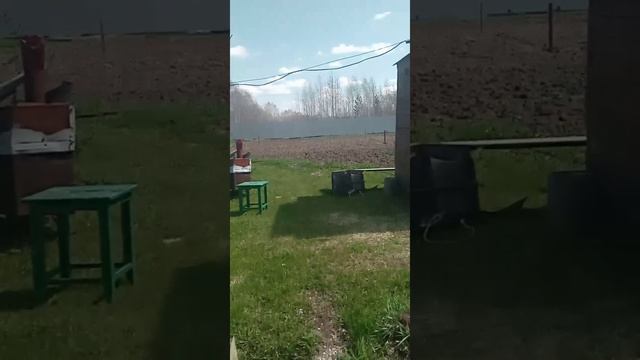11.05.24Посадка помидор работа на огороде