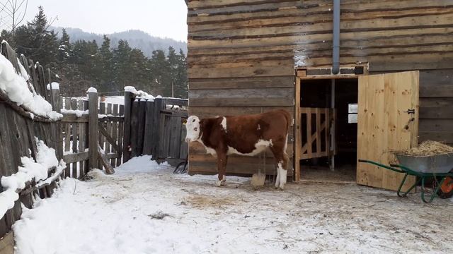 вот и ягодка созрела. #Охоты_у_телочки_симменталки.