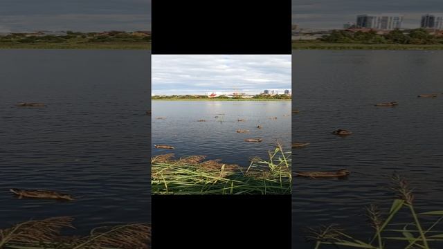 Утки