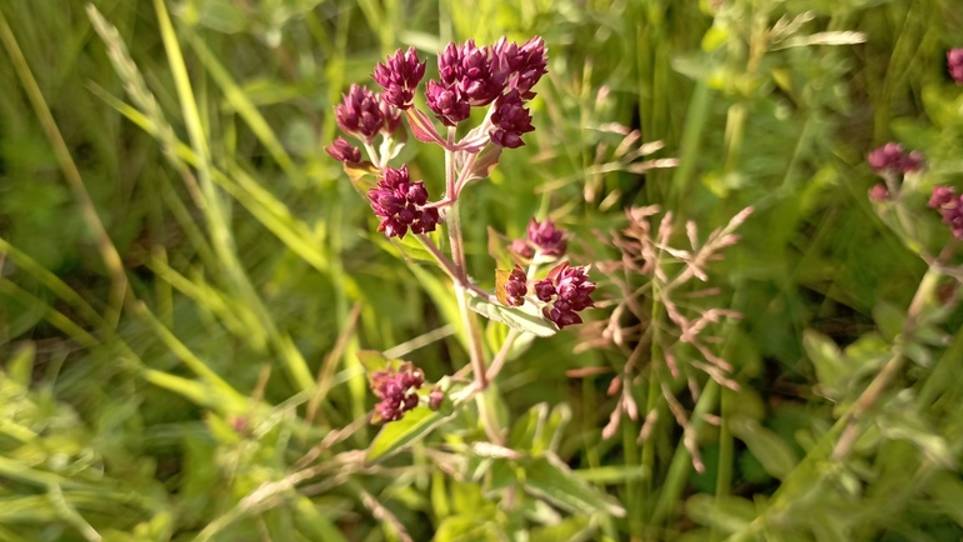 202. Душица обыкновенная - Origanum vulgare
