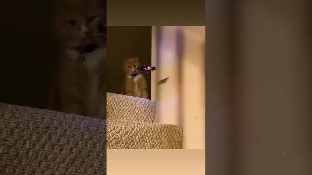 1000068932.mp4