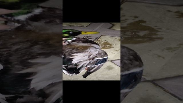 добыл утку, #охотанаутку дичь,