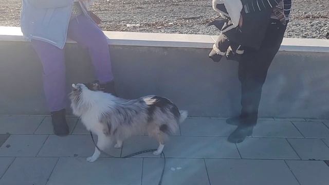 Шелти поехал на море