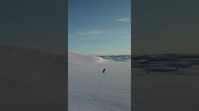 Белоснежная Тундра
