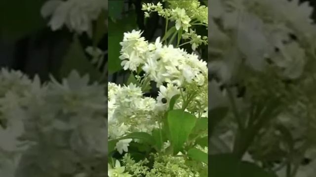 Гортензия цветёт. Дмитрий Шлапак