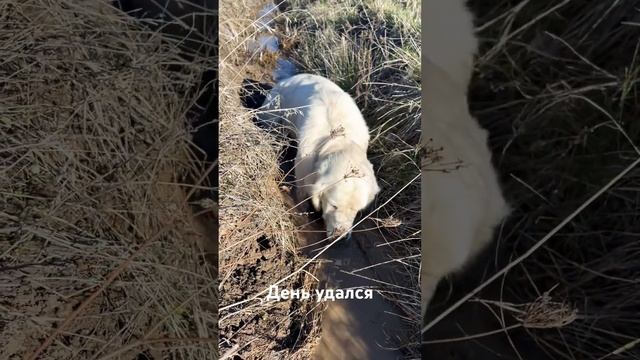 Счастливый день