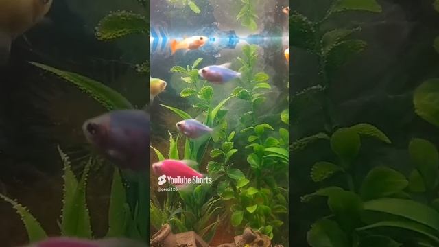 на 5 минут.mp4