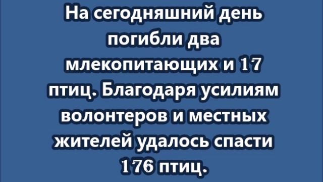 Второго мертвого дельфина выловили у побережья Анапы
