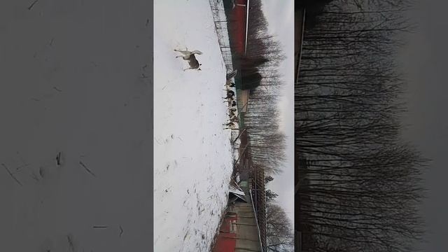 телята