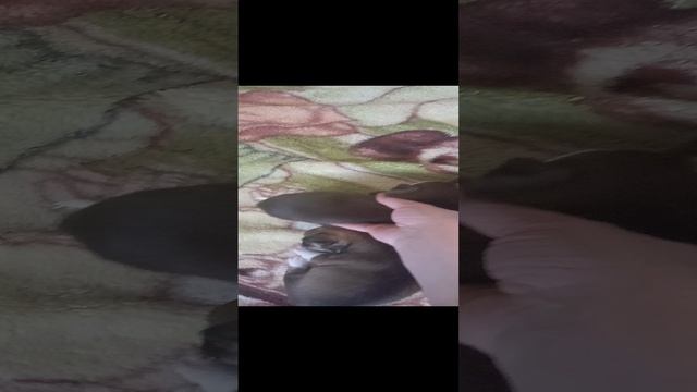 Чихуахуа малыши