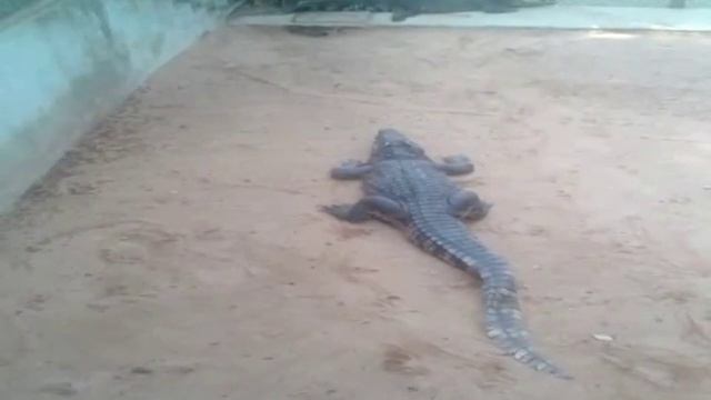 Привет дочке из Тайланда :-)