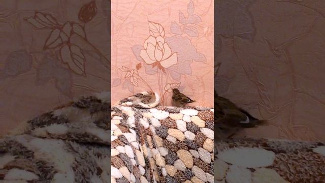 Воробей ищет где спрятаться.