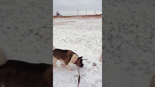 Наши Акиты, Гром и Аглая #americanakita #music #doglover #dog #pecoいぬ部 #топ #funny #fyp