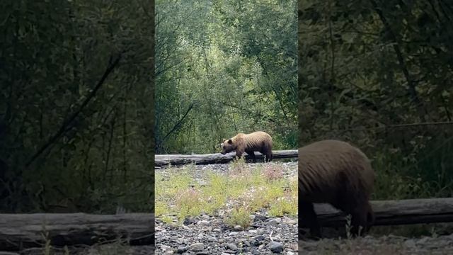 Встреча с медведицей и медвежонком