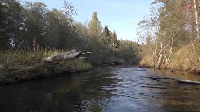 За грибами на байдарке: реки #Пырошня и #Песочня в сентябре 2020