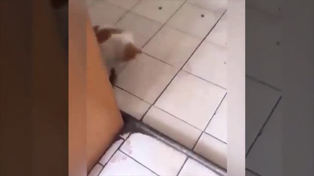 Мышь здесь хозяйка