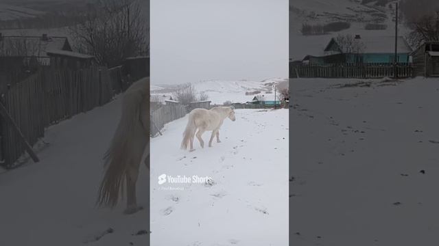 #сивый#мерин#кон#огон 07.12.23.mp4