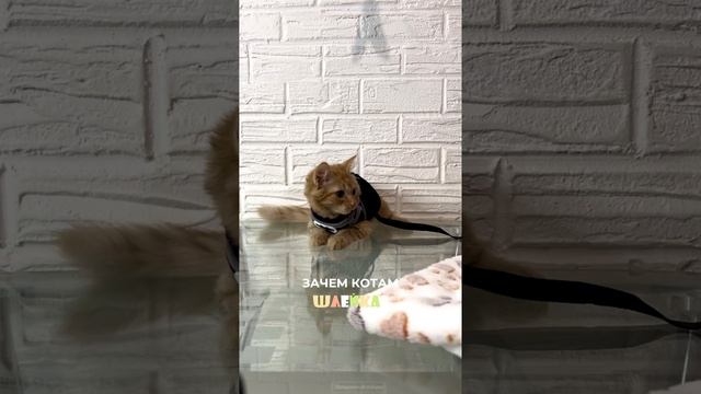 И ВОТ ПОЧЕМУ👇🏻