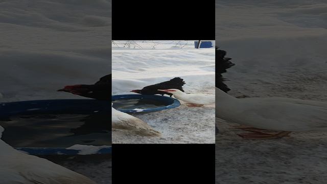 Гуси🪿 утки🦆 умываются водой при -13°❄ Кошечка Лапа за всем этим наблюдает☝