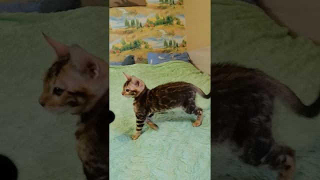 Бенгальская красотка❤️