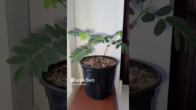 Тамаринд встречает рассвет #растениядома #timelapse