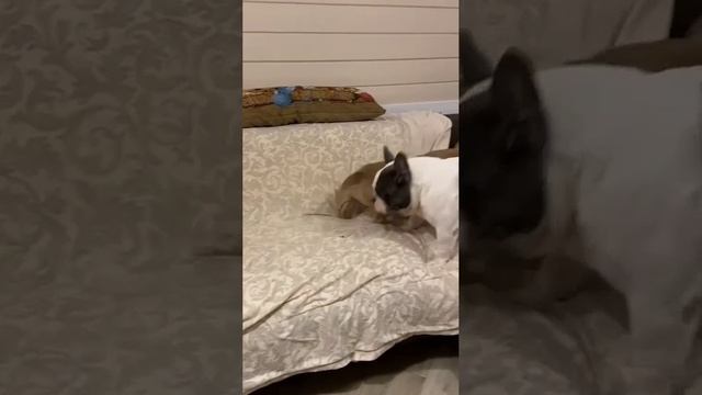 petal_20241220_184308.mp4