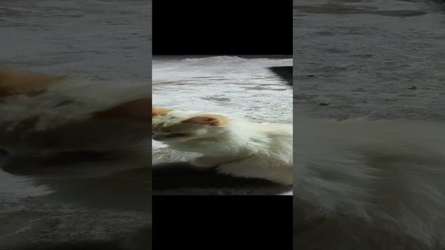 #животные,#прикол,#юмор